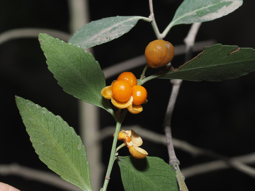 Maytenus acuminata