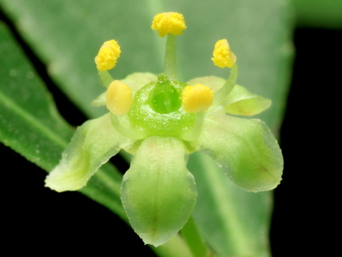 Maytenus boaria (Mayten tree) — photo