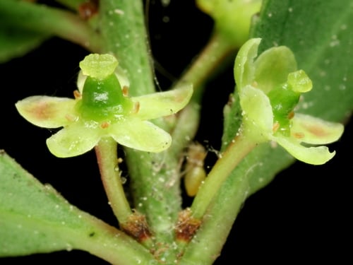 Maytenus boaria (Mayten tree) — photo