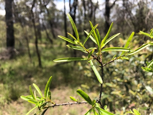 Maytenus cunninghamii