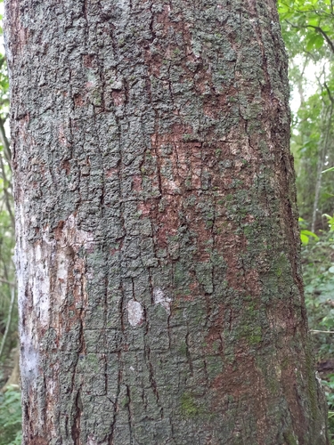 Maytenus krukovii (Chuachuhuasi) — photo
