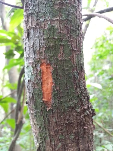 Maytenus macrocarpa (Staff tree) — photo