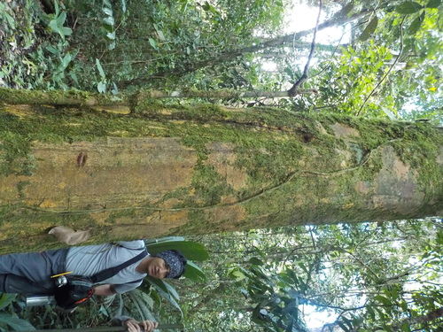Maytenus macrocarpa