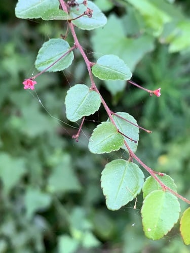 Maytenus mossambicensis (Black forest spike-thorn) — photo