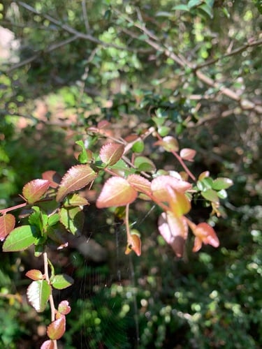 Maytenus mossambicensis (Black forest spike-thorn) — photo