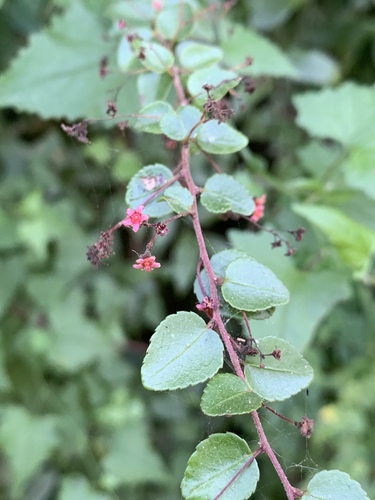 Maytenus mossambicensis