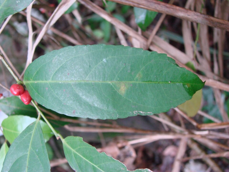 Maytenus robusta (Cafe de Jacu) — photo