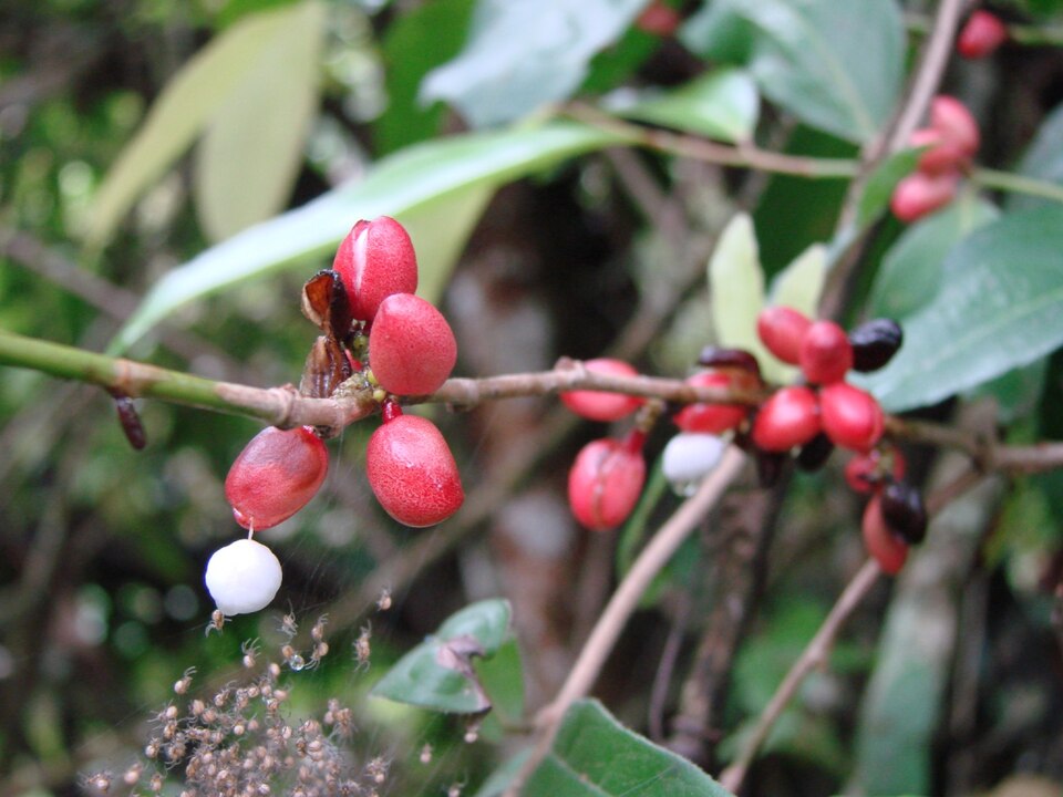 Maytenus robusta