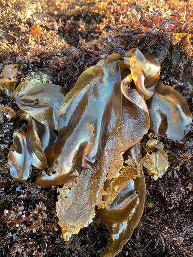 Mazzaella splendens