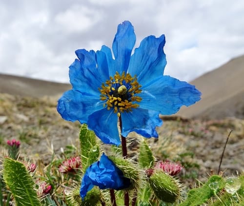 Meconopsis horridula — photo