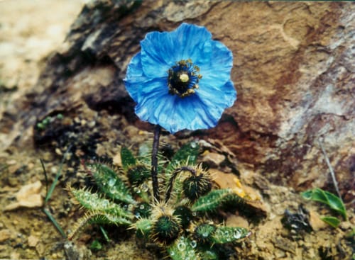 Meconopsis horridula — photo