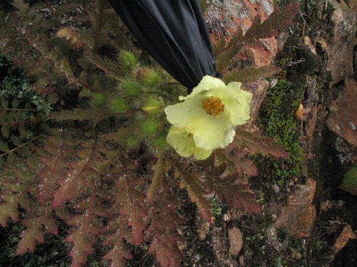 Meconopsis napaulensis (Satin poppy) — photo