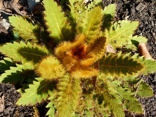 Meconopsis napaulensis (Satin poppy) — photo