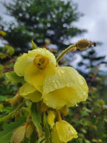 Meconopsis paniculata — photo