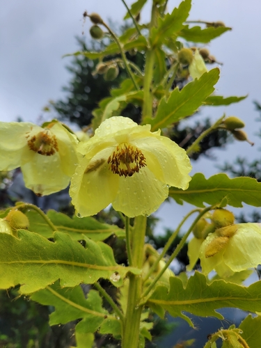 Meconopsis paniculata — photo