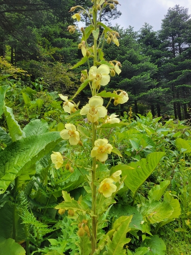 Meconopsis paniculata