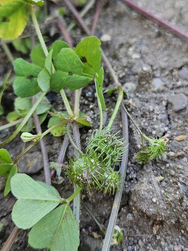 Medicago arabica (Spotted medick) — photo