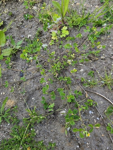 Medicago arabica (Spotted medick) — photo