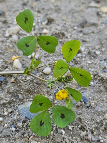 Medicago arabica