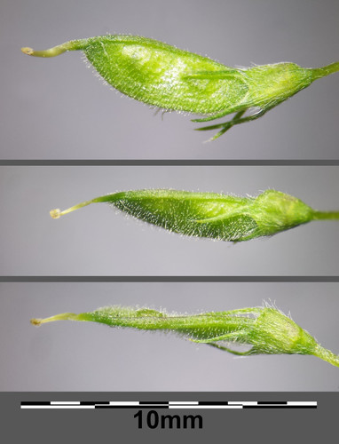 Medicago falcata (Yellow lucerne) — photo