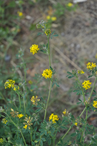 Medicago falcata (Yellow lucerne) — photo