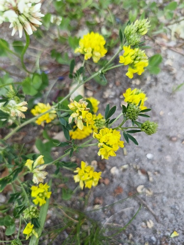 Medicago falcata