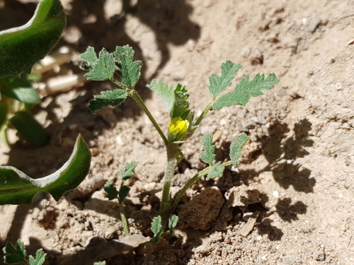 Medicago laciniata (Cut-leaved medick) — photo