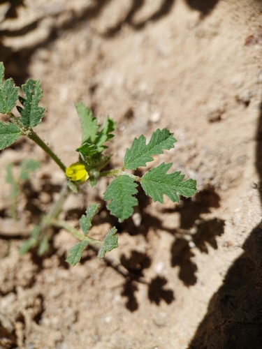 Medicago laciniata (Cut-leaved medick) — photo
