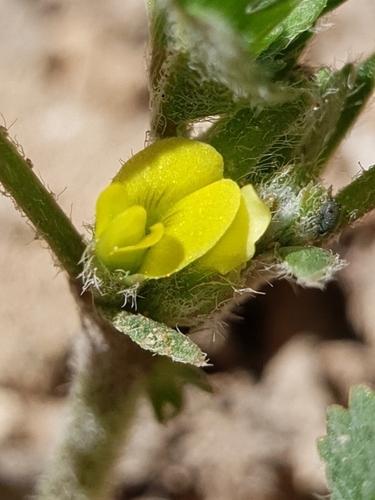 Medicago laciniata