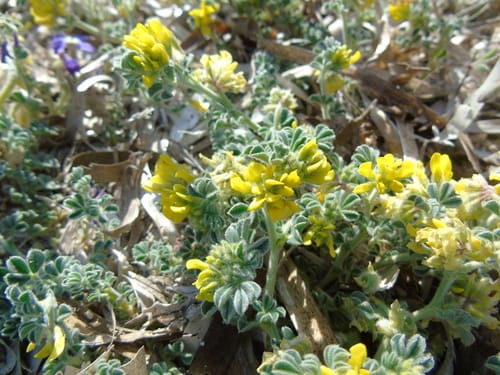 Medicago marina — photo