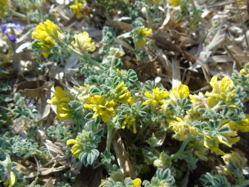 Medicago marina — photo