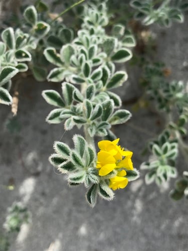 Medicago marina