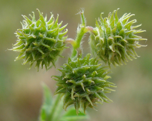 Medicago minima — photo