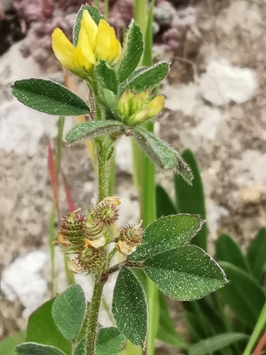 Medicago minima — photo