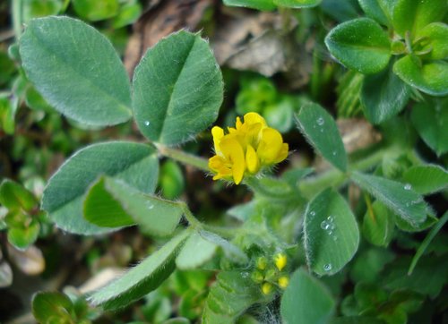 Medicago minima