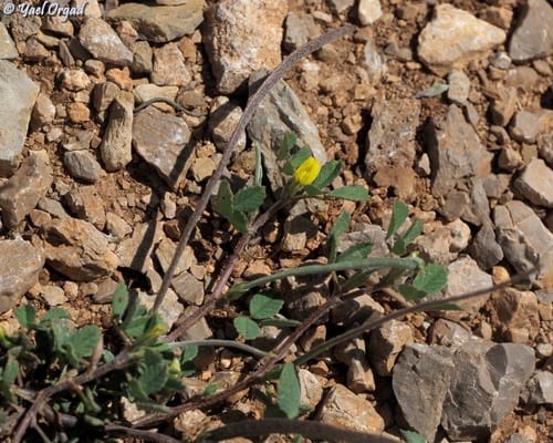 Medicago monantha (Single-flowered medick) — photo