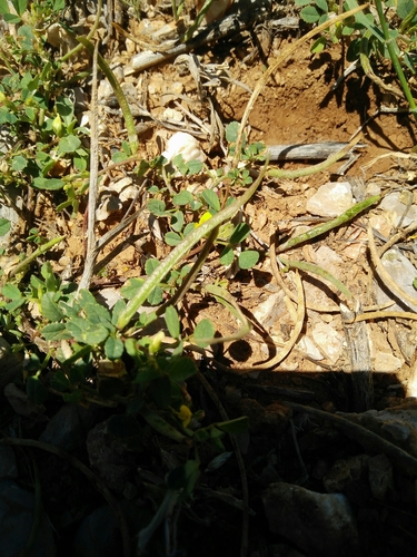Medicago monantha