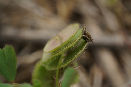 Medicago orbicularis (Flat podded medick) — photo