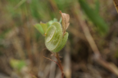 Medicago orbicularis (Flat podded medick) — photo
