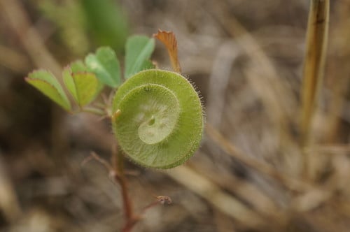 Medicago orbicularis
