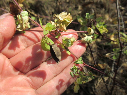 Medicago platycarpa — photo