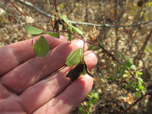 Medicago platycarpa — photo