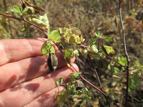 Medicago platycarpa