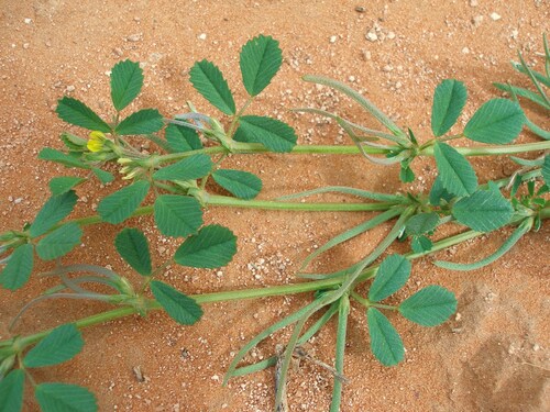 Medicago polyceratia (Wild Fenugreek) — photo