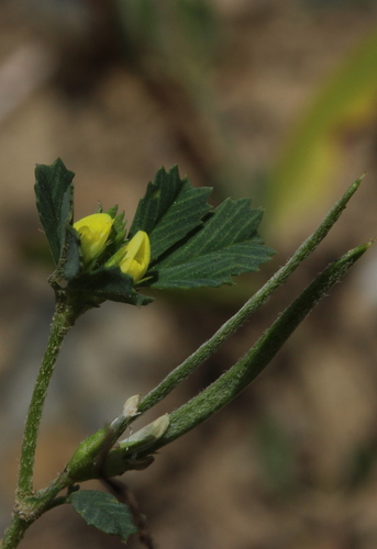 Medicago polyceratia (Wild Fenugreek) — photo