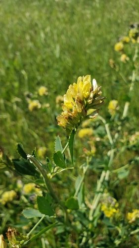 Medicago x varia — photo