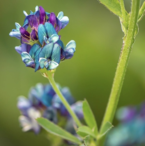 Medicago x varia