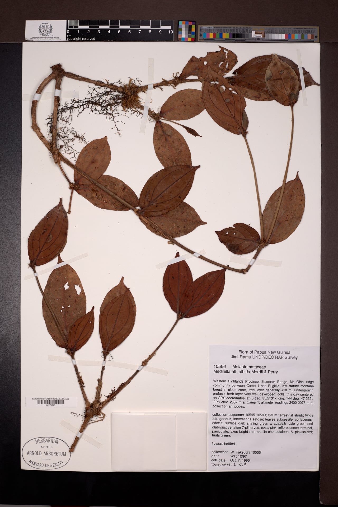 Medinilla albida — photo
