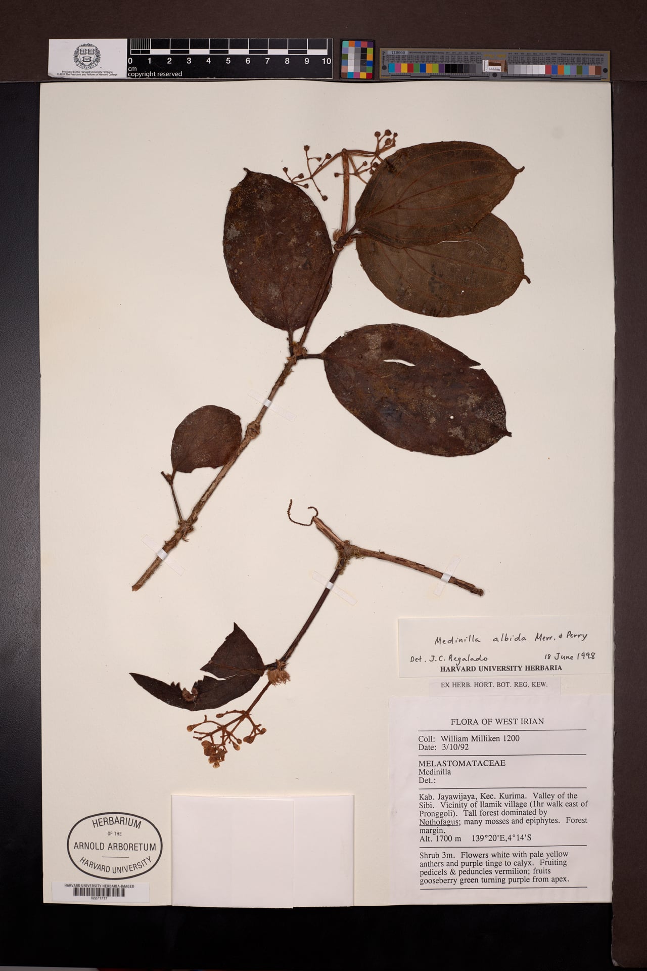 Medinilla albida — photo
