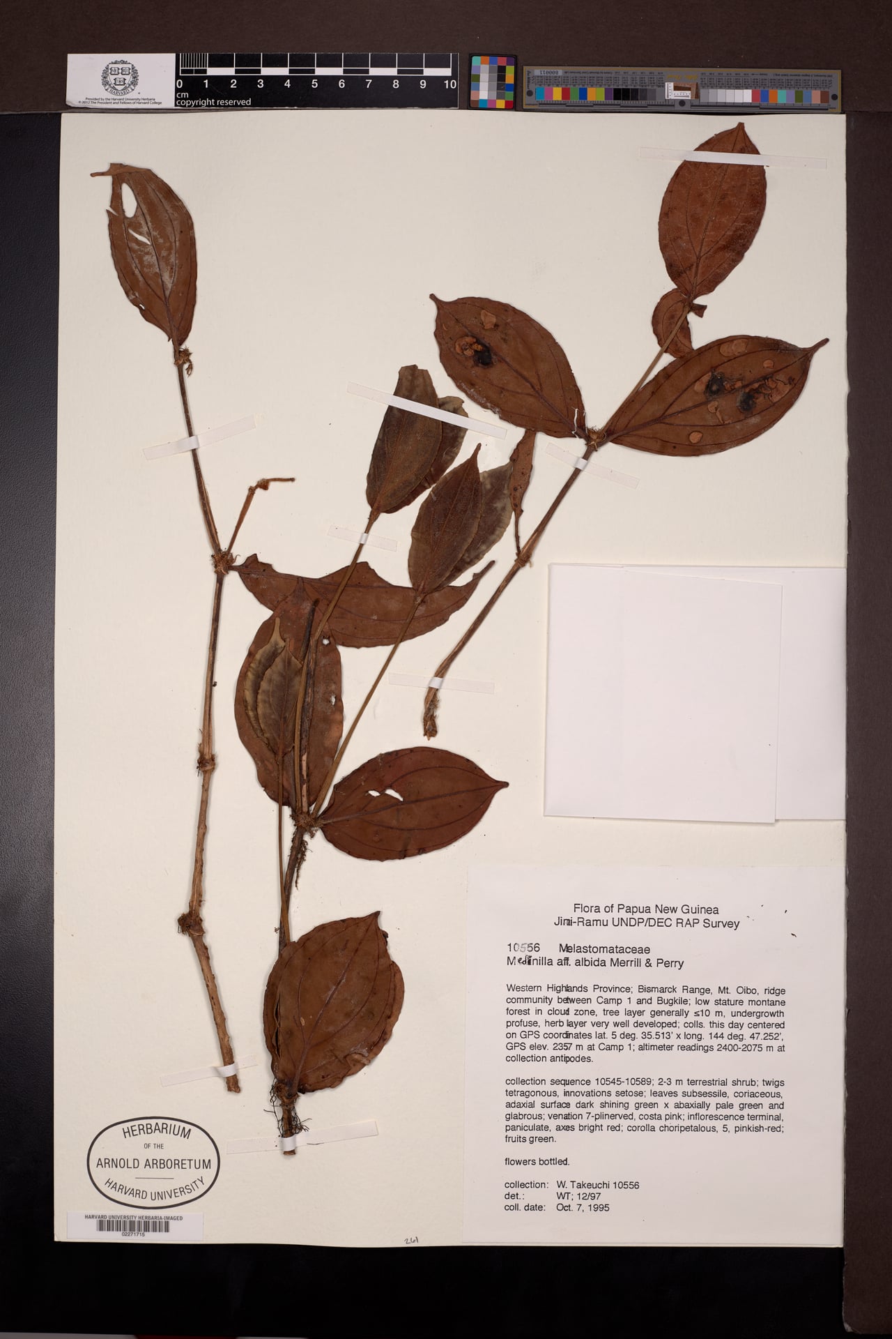 Medinilla albida